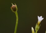 Sebaea minuta