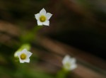 Sebaea minuta