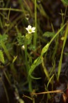 Sebaea minuta