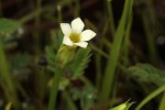 Sebaea minuta