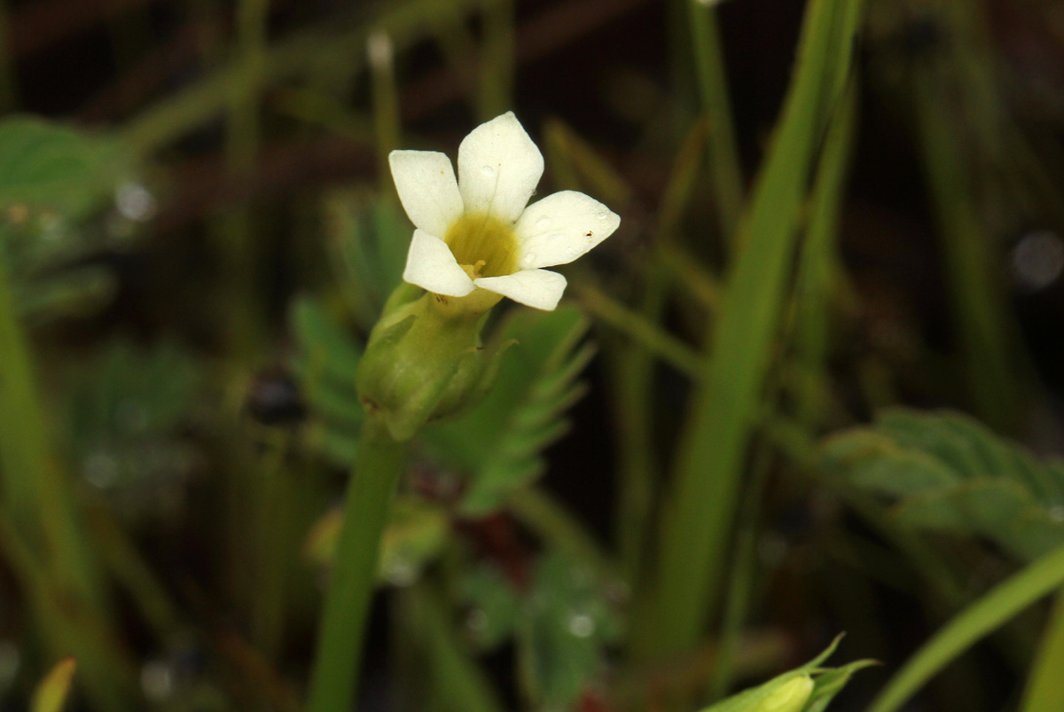 Sebaea minuta