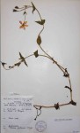 Chironia gratissima