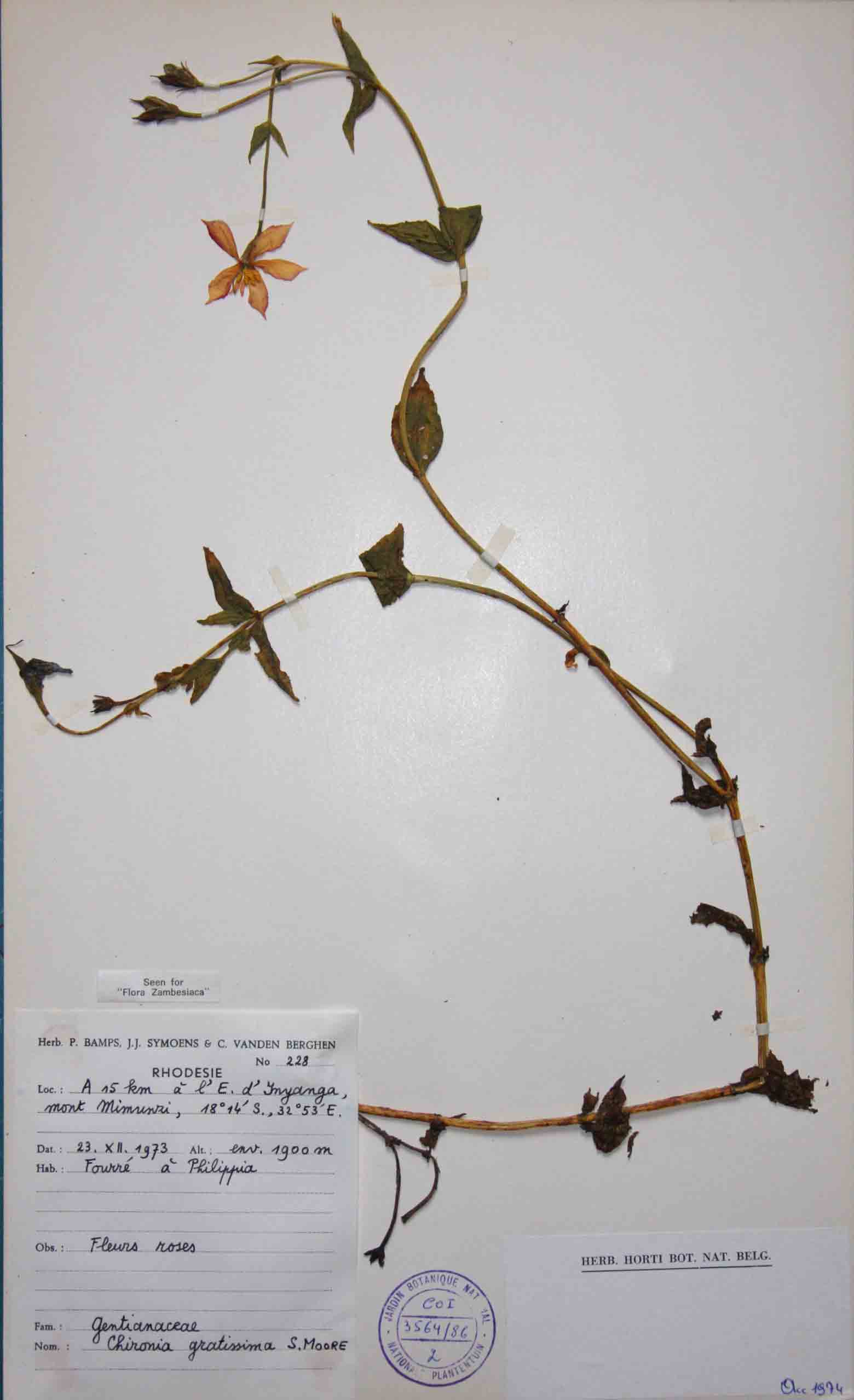 Chironia gratissima