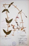 Chironia gratissima
