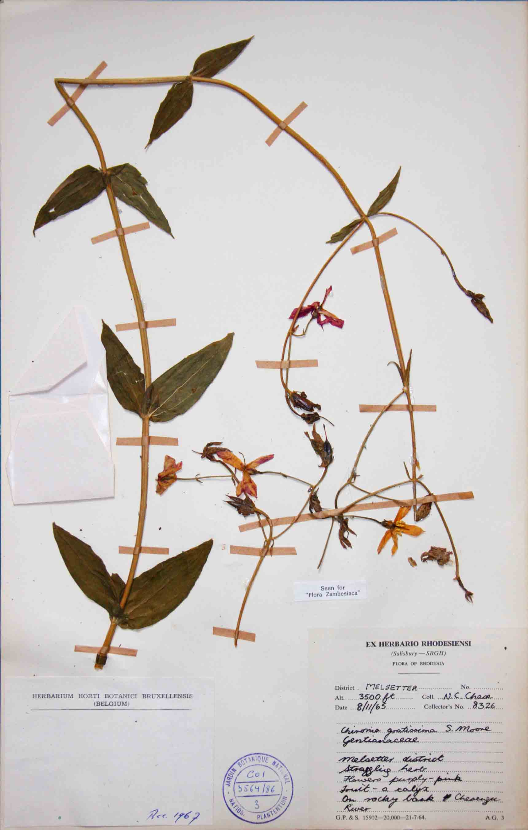 Chironia gratissima