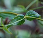 Chironia gratissima