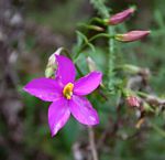Chironia gratissima