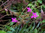 Chironia gratissima