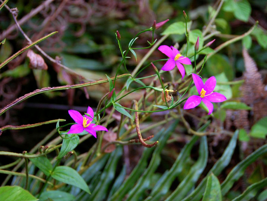 Chironia gratissima
