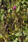 Chironia gratissima