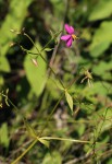 Chironia gratissima