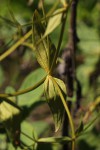 Chironia gratissima