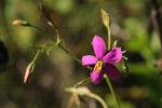 Chironia gratissima