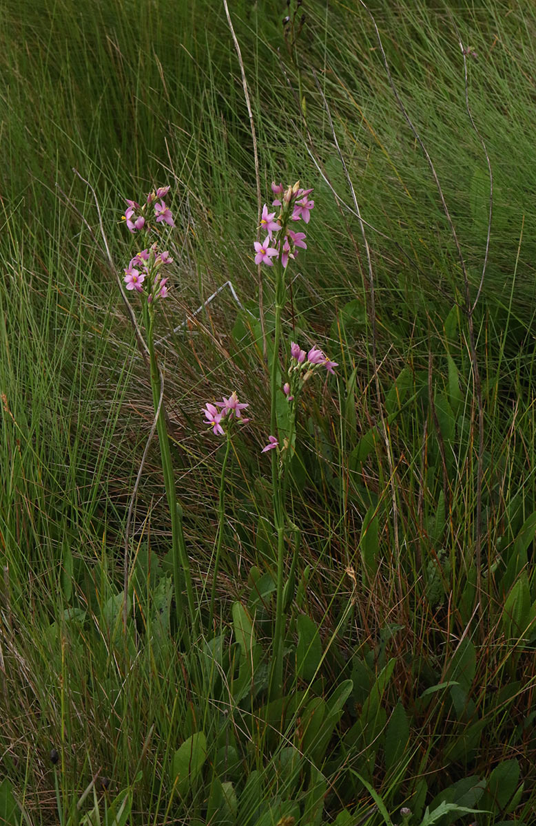 Chironia krebsii