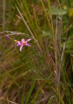 Chironia palustris subsp. transvaalensis