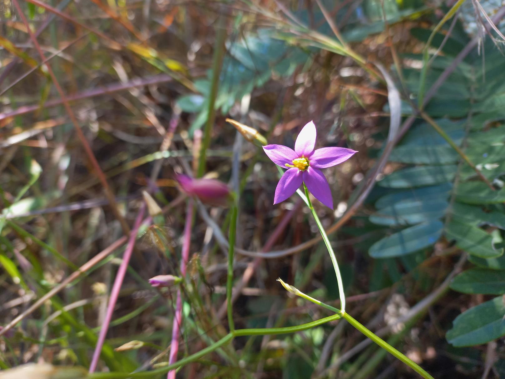 Chironia palustris subsp. transvaalensis