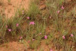 Chironia purpurascens subsp. humilis