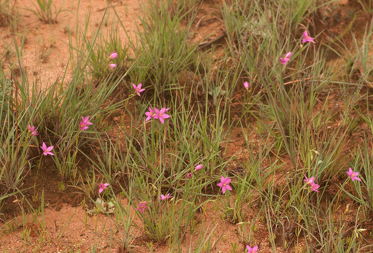 Chironia purpurascens subsp. humilis