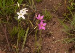 Chironia purpurascens subsp. humilis