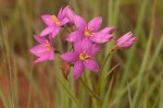 Chironia purpurascens subsp. humilis