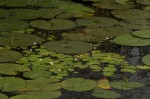Nymphoides senegalensis