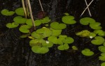 Nymphoides senegalensis