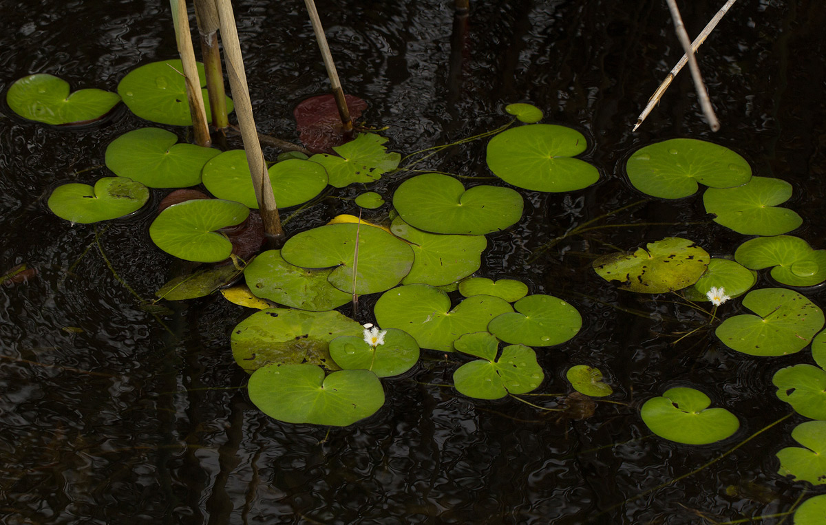 Nymphoides senegalensis