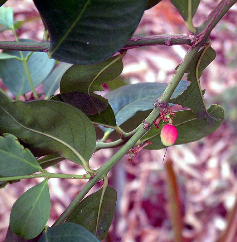 Acokanthera oppositifolia