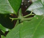 Carissa bispinosa subsp. zambesiensis
