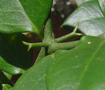 Carissa bispinosa subsp. zambesiensis