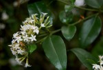 Carissa bispinosa subsp. zambesiensis