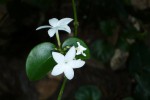 Carissa bispinosa subsp. zambesiensis