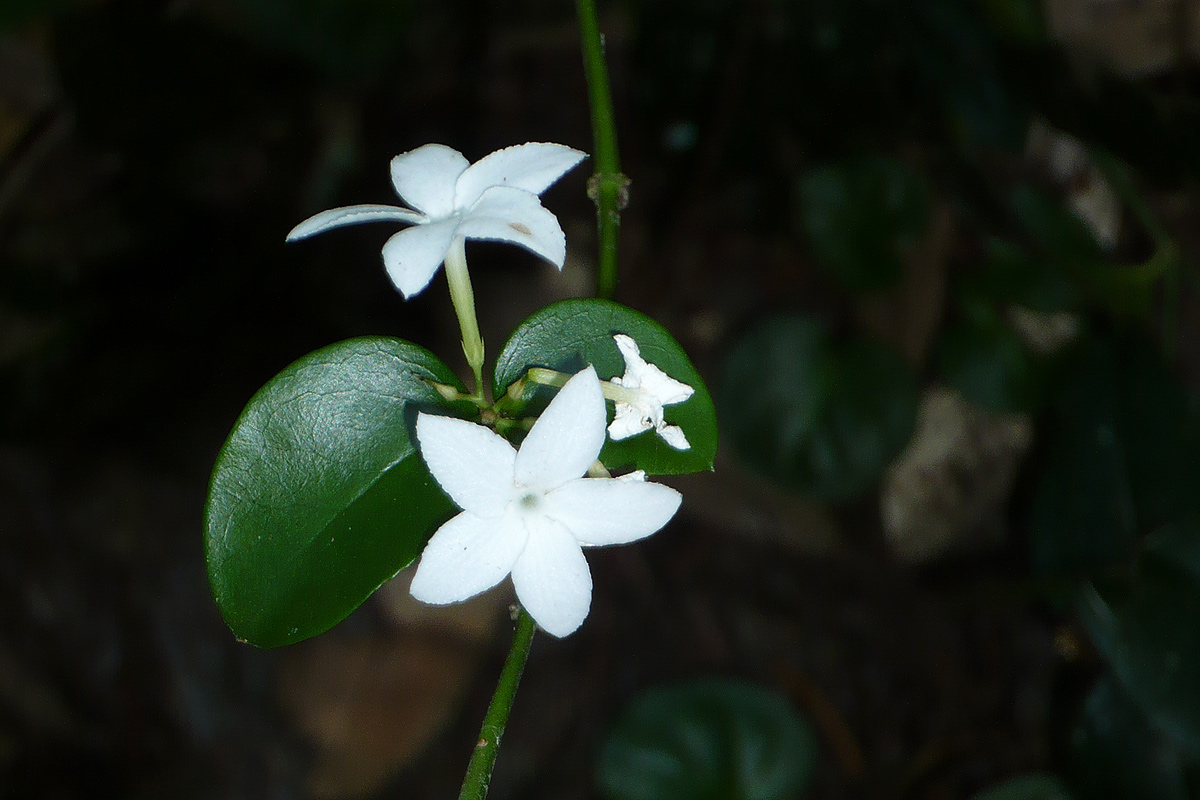 Carissa bispinosa subsp. zambesiensis