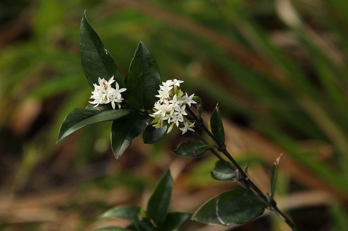 Carissa bispinosa subsp. zambesiensis
