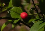 Carissa bispinosa subsp. zambesiensis