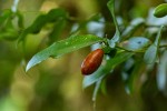 Carissa bispinosa subsp. zambesiensis