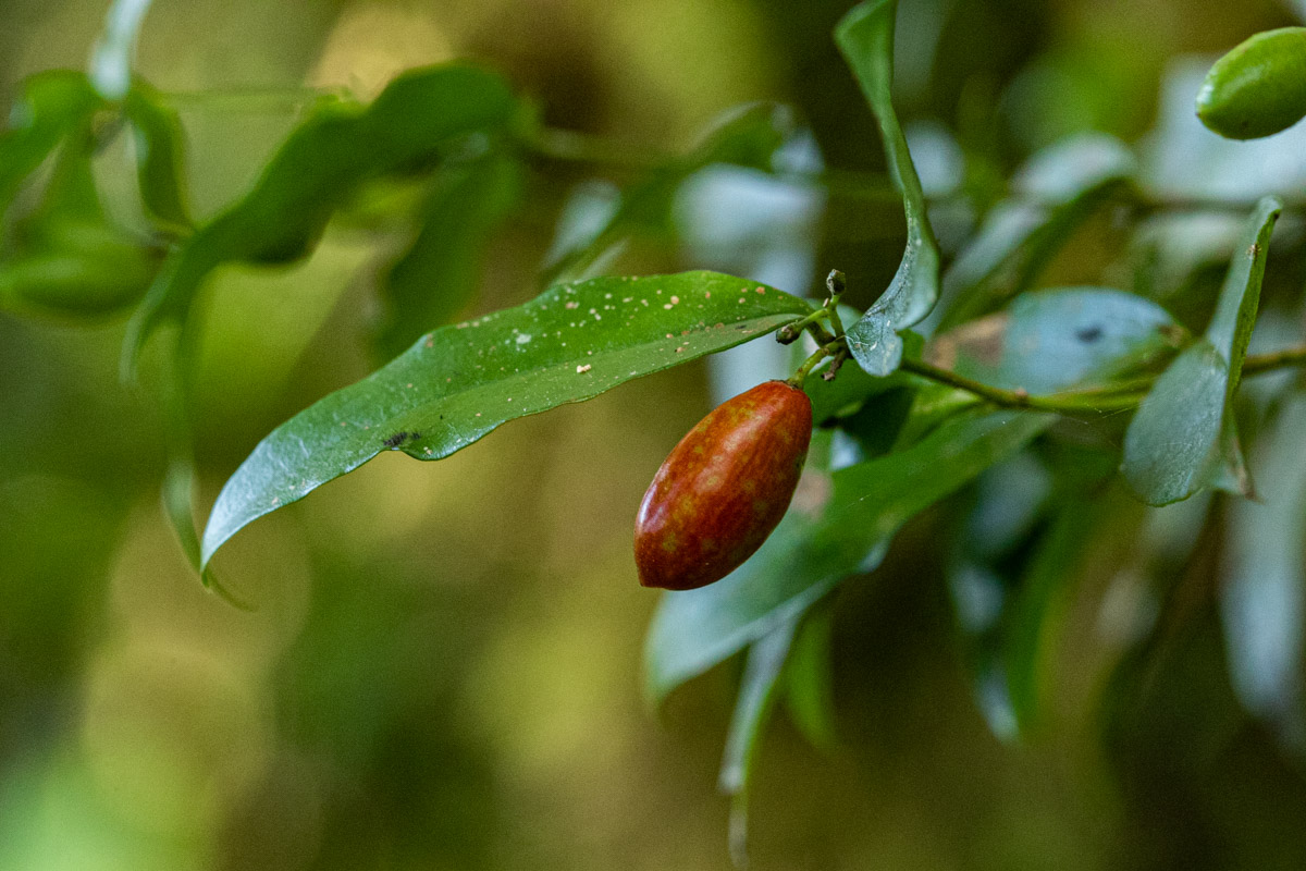 Carissa bispinosa subsp. zambesiensis
