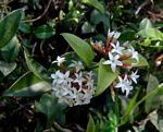 Carissa bispinosa subsp. zambesiensis
