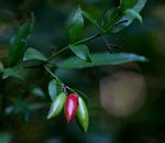 Carissa bispinosa subsp. zambesiensis