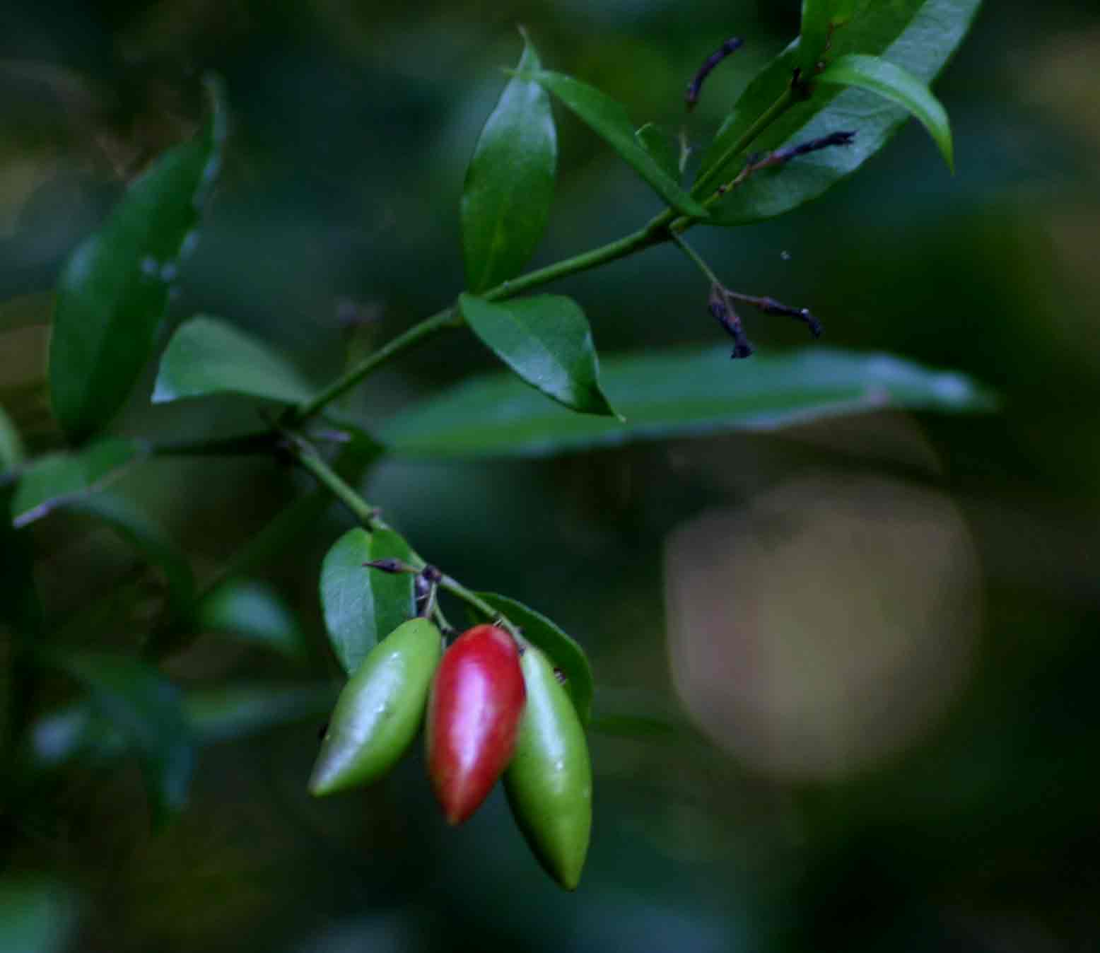 Carissa bispinosa subsp. zambesiensis