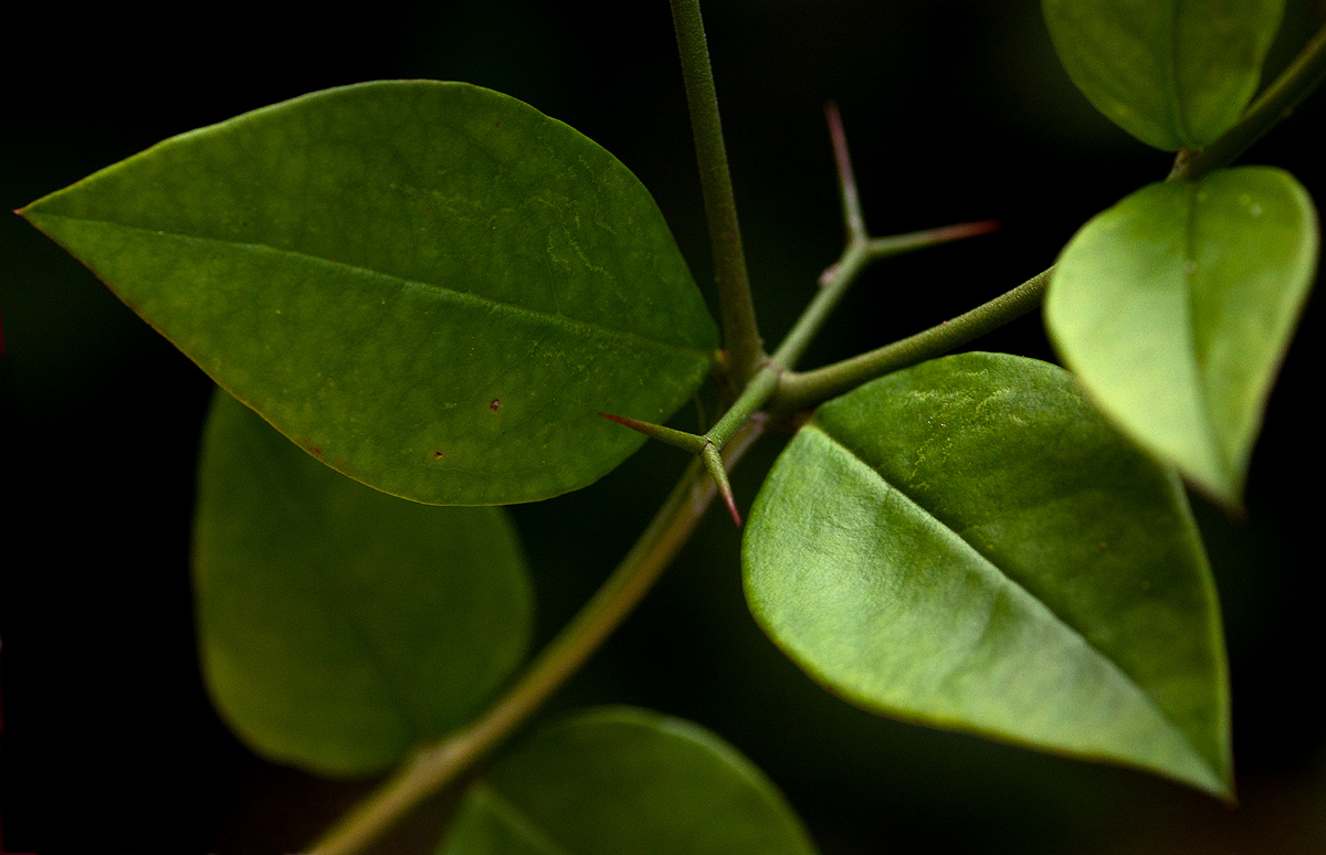 Carissa bispinosa subsp. zambesiensis