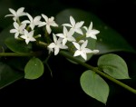 Carissa bispinosa subsp. zambesiensis