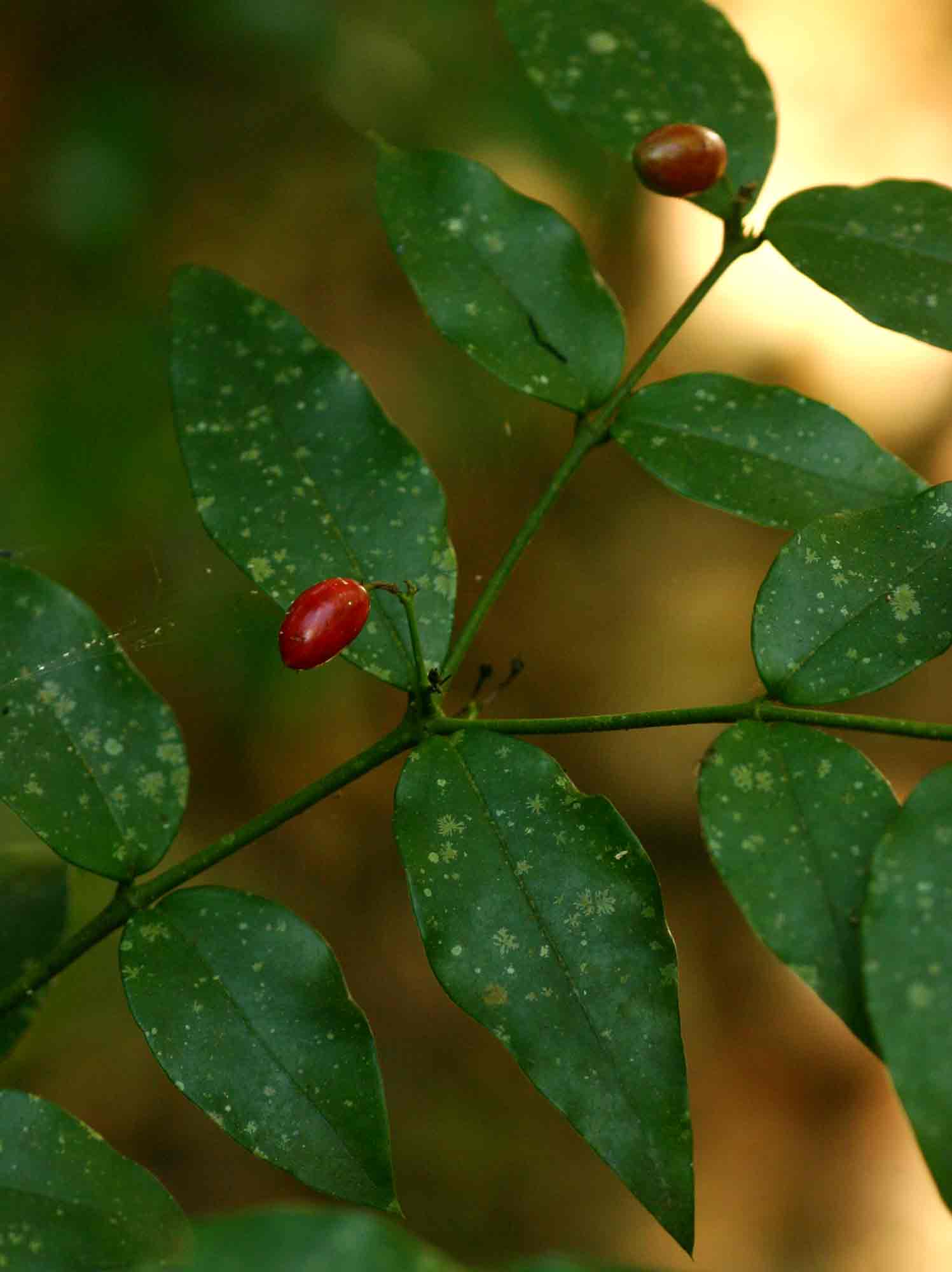 Carissa bispinosa subsp. zambesiensis