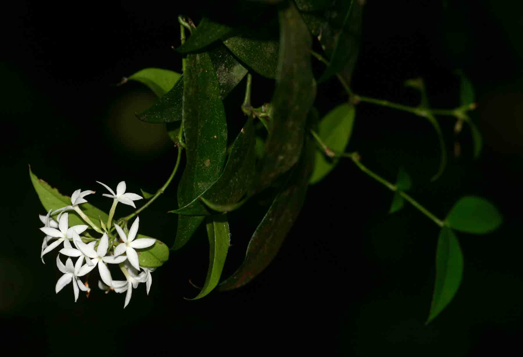 Carissa bispinosa subsp. zambesiensis