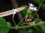 Carissa bispinosa subsp. zambesiensis