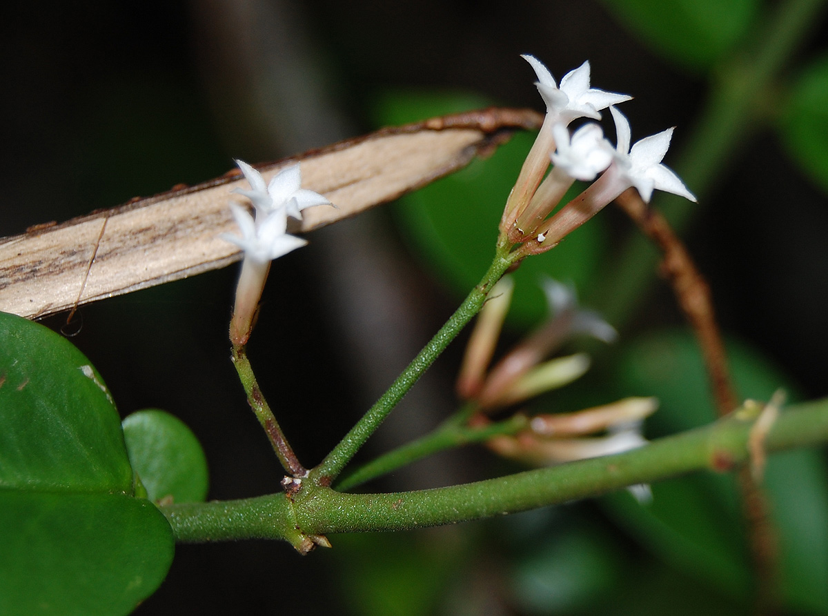 Carissa bispinosa subsp. zambesiensis