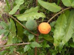 Landolphia buchananii
