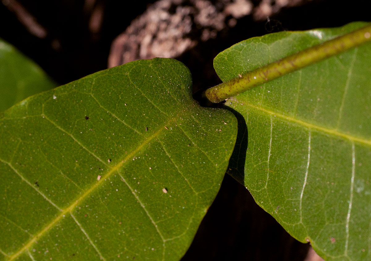 Dictyophleba lucida