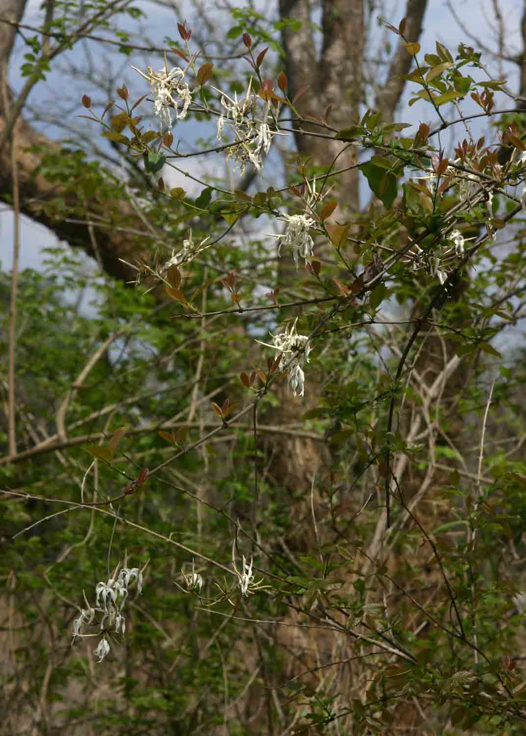 Ancylobothrys petersiana