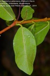 Ancylobothrys petersiana